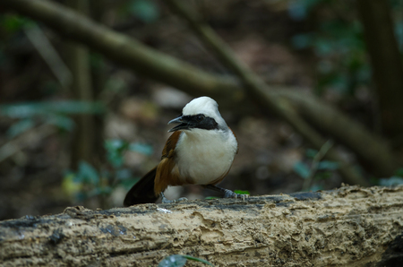 beautiful white-crested laughingthrush (Garrulax leucolophus) in forest Thailandの写真素材