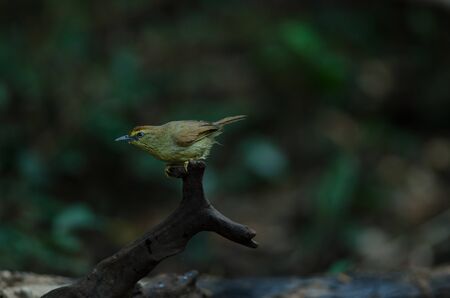 Pin-striped Tit Babbler ( Macronus gularis ) in forest Thailandの写真素材