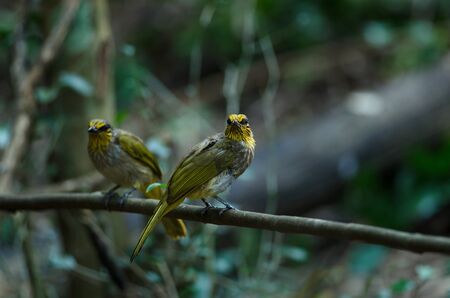 Stripe-throated Bulbul Bird, standing on a branch in nature of thailandの写真素材