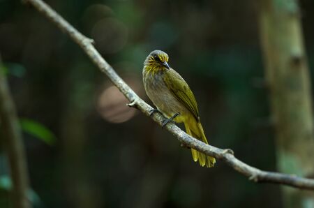 Stripe-throated Bulbul Bird, standing on a branch in nature of thailandの写真素材