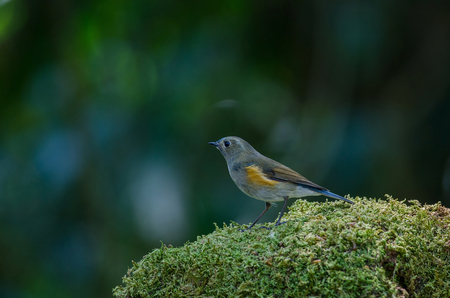 Himalayan Bluetail (Tarsiger rufilatus) Female in nature Thailandの写真素材