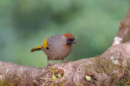 Silver-eared laughingthrush in nature (Trochalopteron melanostigma) Thailandの写真素材