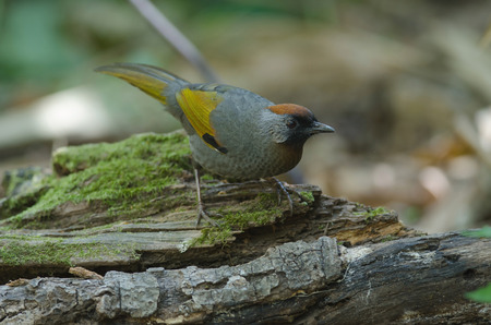 Silver-eared laughingthrush in nature (Trochalopteron melanostigma) Thailandの写真素材