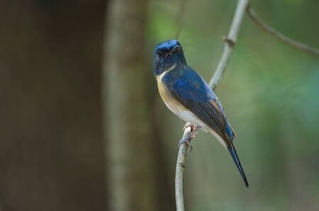 Blue-throated Blue Flycatcher  (Cyornis rubeculoides) on a branch in nature Thailandの写真素材