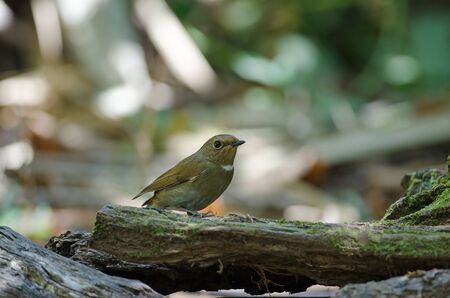 White-gorgeted Flycatcher (Ficedula monileger) Birds in nature Thailandの写真素材