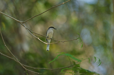 Bar-winged Flycatcher-shrike ( Hemipus picatus ) in forest Thailand