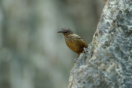 Limestone wren-babbler, Rufous Limestone-babbler (Turdinus calcicola) in nature Thailand