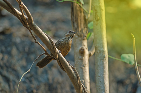 Limestone wren-babbler, Rufous Limestone-babbler (Turdinus calcicola) in nature Thailandの写真素材