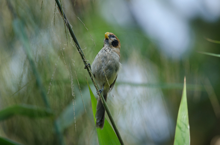 Spot- breasted Parrotbill on branch in nature (Paradoxornis guttaticollis) Thailand