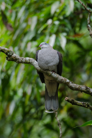 Mountain Imperial Pigeon (Ducula badia) perches on tree in forestの写真素材
