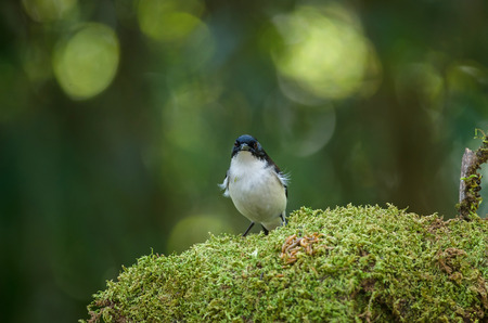 Dark-backed Sibia (Malacias melanoleucus) bird in nature Thailandの写真素材
