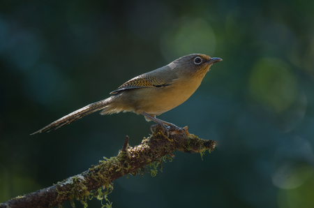 Spectacled Barwing (Actinodura ramsayi) bird in nature Thailandの写真素材