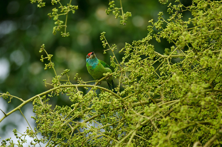 Blue-throated Barbet perching on tree in nature (Megalaima asiatica)の写真素材