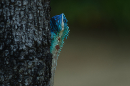Blue-crested Lizard or Indo-Chinese Forest Lizard on a tree (Calotes mystaceus)の写真素材