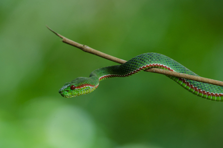 Pope's Green Pitviper snake (Trimeresurus [Popeia] popeiorum) in forest Thailandの写真素材