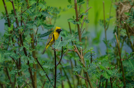 Asian Golden Weaver on the branches in natureの写真素材