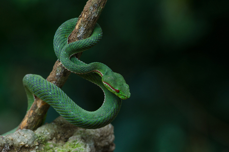 Pope's Green Pitviper snake (Trimeresurus [Popeia] popeiorum) in forest Thailandの写真素材
