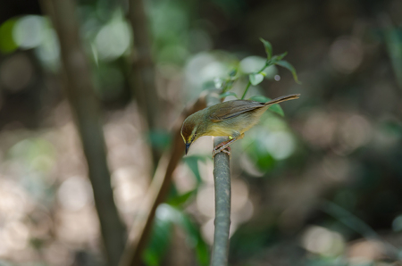 Pin-striped Tit Babbler ( Macronus gularis ) in forest Thailand