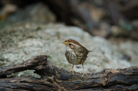 Puff-throated Babbler in tropical forest (Pellorneum ruficeps)