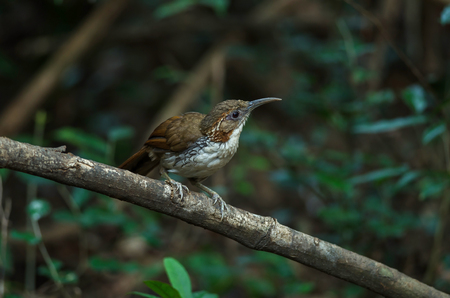 Large Scimitar Babbler ( Pomatorhinus hypoleucos ) on the branch in nature, Thailandの写真素材