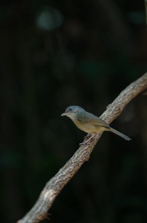 Brown-cheeked Fulvetta, Grey-eyed Fulvetta (Alcippe poioicephala) in forest Thailandの写真素材