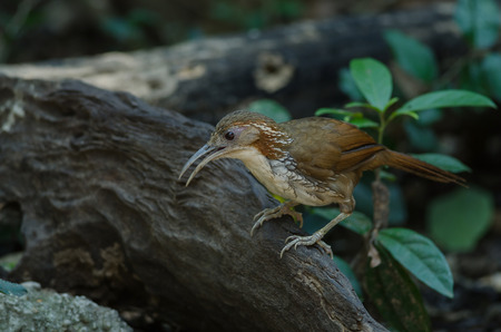 Large Scimitar Babbler ( Pomatorhinus hypoleucos ) on the branch in nature, Thailandの写真素材