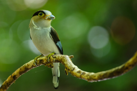 Silver-breasted Broadbill on tree branch (Serilophus lunatus)の写真素材