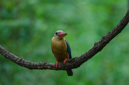 Stork-billed Kingfisher bird (Halcyon capensis) perching on the branchの写真素材