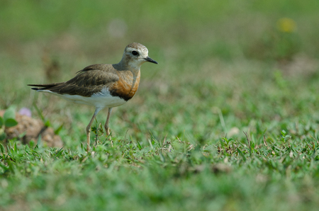Oriental Plover (Charadrius veredus) on grass in nature, Thailandの写真素材