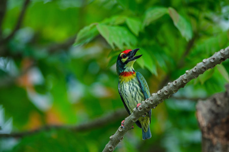 Coppersmith barbet (Megalaima haemacephala) on tree in natureの写真素材