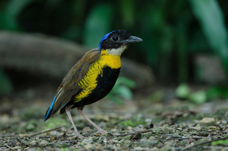 Gurney's Pitta (Hydrornis gurneyi) in nature, Thailandの写真素材