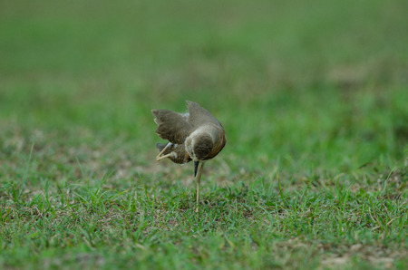 Oriental Plover (Charadrius veredus) on grass in nature, Thailandの写真素材