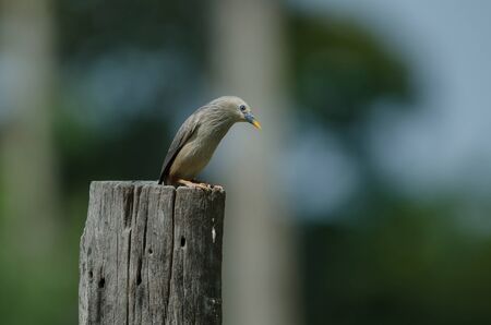 Chestnut-tailed Starling bird (Sturnus malabaricus) standing on the branch in nature, Thailand