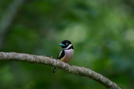 Black and Yellow broadbills perches on a brunch (Eurylaimus ochromalus)の写真素材