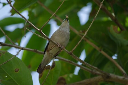 Chestnut-tailed Starling bird (Sturnus malabaricus) standing on the branch in nature, Thailandの写真素材
