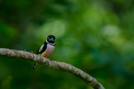 Black and Yellow broadbills perches on a brunch (Eurylaimus ochromalus)の写真素材