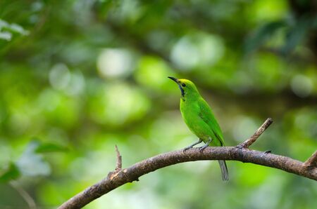 Beautiful Golden-fronted leafbird (Chloropsis aurifrons) on the branchの写真素材