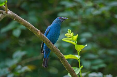 Female Asian Fairy Bluebird ( Irena puella ) perched on tree branchの写真素材