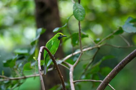 Beautiful Golden-fronted leafbird (Chloropsis aurifrons) on the branchの写真素材