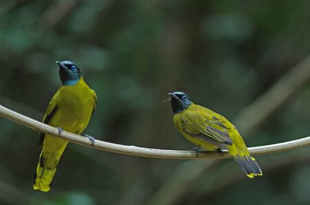 Black-headed Bulbul, Pycnonotus atriceps in natureの写真素材