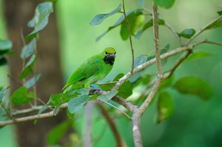 Beautiful Golden-fronted leafbird (Chloropsis aurifrons) on the branchの写真素材