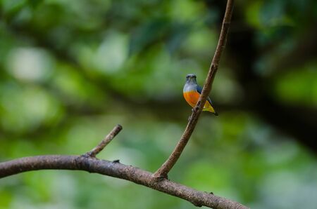 colorful bird Orange-bellied Flowerpecker perching on a branchの写真素材