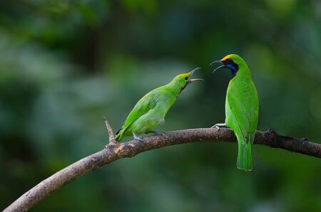 Beautiful Golden-fronted leafbird (Chloropsis aurifrons) on the branchの写真素材