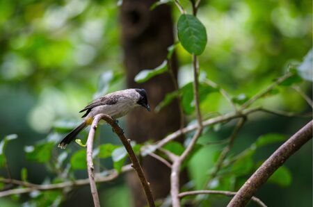Beautiful bird Sooty headed Bulbul perched on wooden (Pycnonotus aurigaster)の写真素材