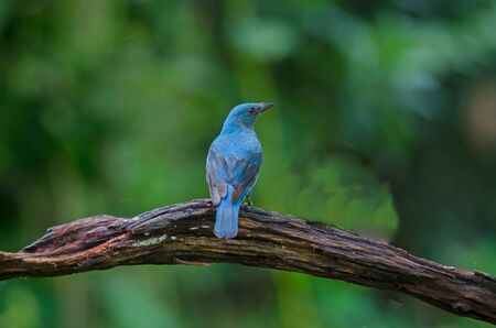 Female Asian Fairy Bluebird ( Irena puella ) perched on tree branchの写真素材