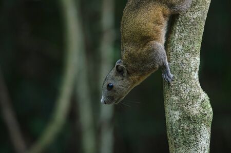 Grey-bellied squirrel on tree in forest, Thailandの写真素材