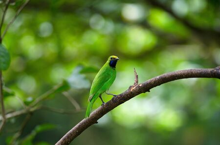 Beautiful Golden-fronted leafbird (Chloropsis aurifrons) on the branch