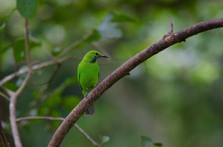 Beautiful Golden-fronted leafbird (Chloropsis aurifrons) on the branchの写真素材