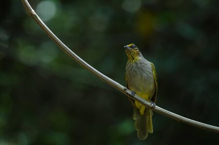 Stripe-throated Bulbul on a branch (Pycnonotus finlaysoni)の写真素材