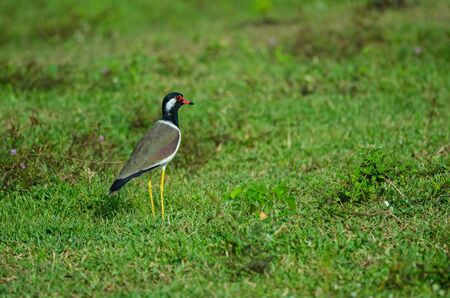 Red-wattled Lapwing (Vanellus Indicus) on ground in natureの写真素材